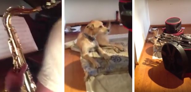 dog duets with saxophone